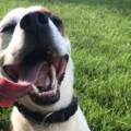 Köpeklerde En Çok Görülen 6 Hastalık